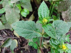 Sigesbeckia jorullensis