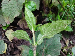 Sigesbeckia jorullensis