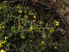 Genista falcata