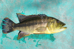 Serranochromis jallae