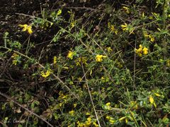 Genista falcata