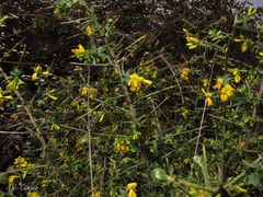 Genista falcata