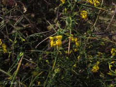 Genista falcata