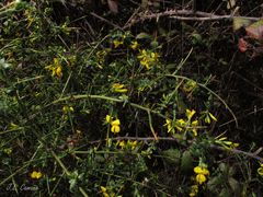 Genista falcata