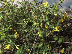 Genista falcata