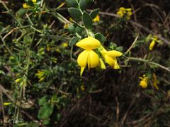 Genista falcata