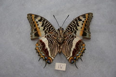 Charaxes castor