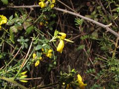 Genista falcata