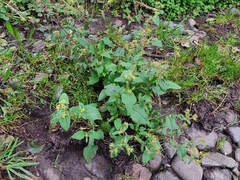 Sigesbeckia jorullensis