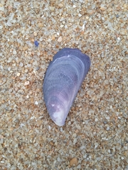 Mytilus platensis