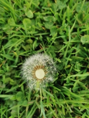 Taraxacum officinale