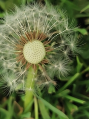 Taraxacum officinale