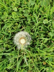 Taraxacum officinale