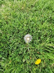 Taraxacum officinale