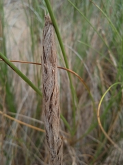 Sporobolus coarctatus