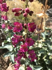 Penstemon bicolor roseus