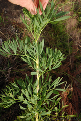Billburttia capensoides