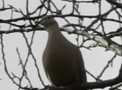 Streptopelia decaocto
