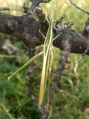 Acrida acuminata
