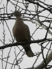 Streptopelia decaocto
