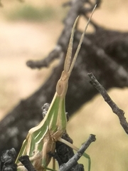 Acrida acuminata