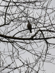 Streptopelia decaocto