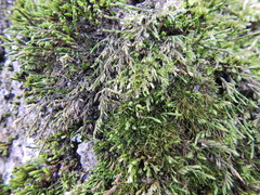 Cryphaea heteromalla