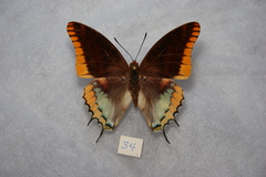 Charaxes epijasius