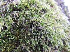 Cryphaea heteromalla