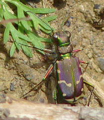 Cicindela limbalis