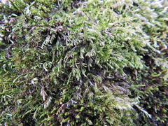 Cryphaea heteromalla