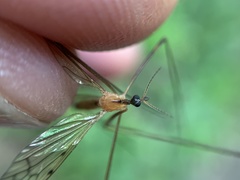 Limonia phragmitidis