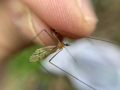 Limonia phragmitidis