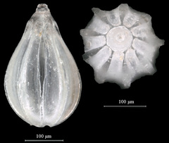 Oolina apiopleura