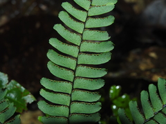Adiantum terminatum image