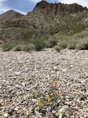 Acmispon argyraeus multicaulis