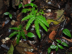 Adiantum terminatum