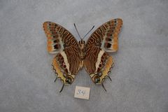 Charaxes epijasius
