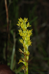Benthamia glaberrima