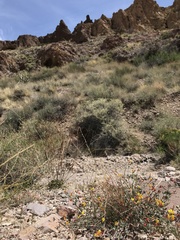 Acmispon argyraeus multicaulis