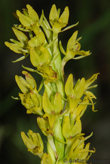 Benthamia glaberrima