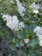 Ceanothus arboreus