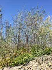 Hippophae rhamnoides