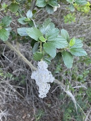 Ceanothus arboreus