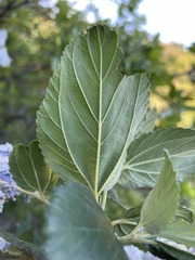 Ceanothus arboreus