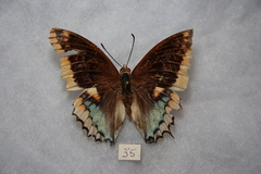 Charaxes epijasius