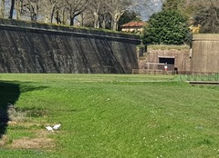 Threskiornis aethiopicus