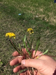 Taraxacum palustre