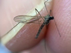 Erioptera fuscipennis