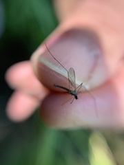 Erioptera fuscipennis